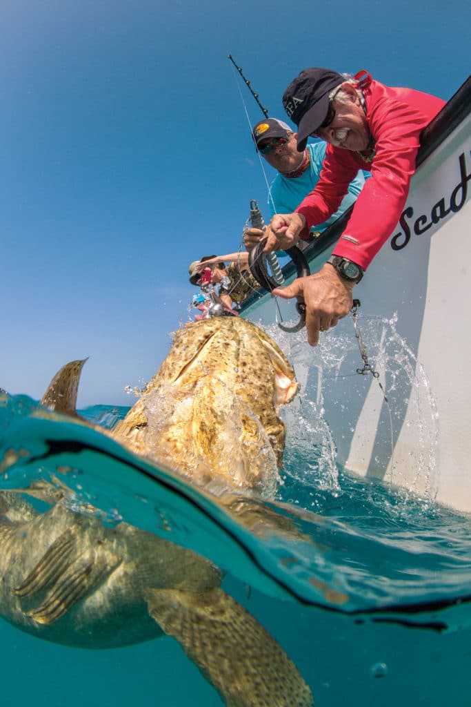 Goliath grouper release