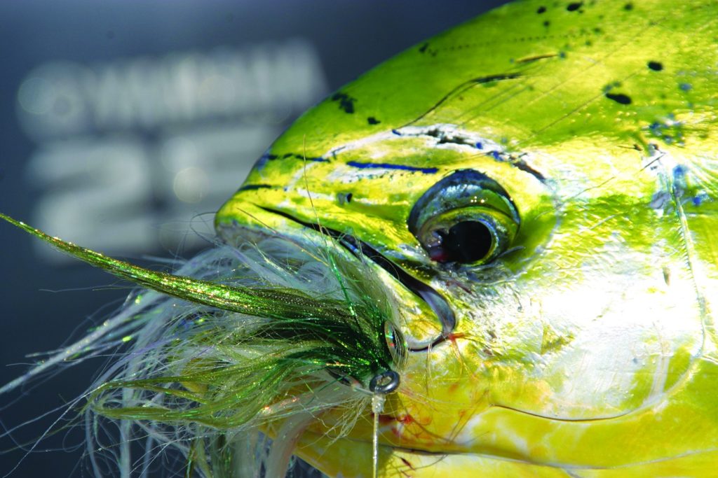 Small mahi caught on fly