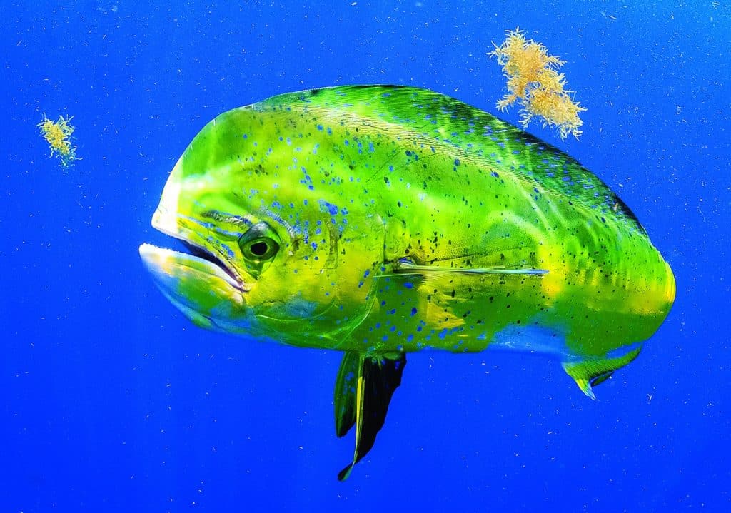 Big bull mahi turns for the camera