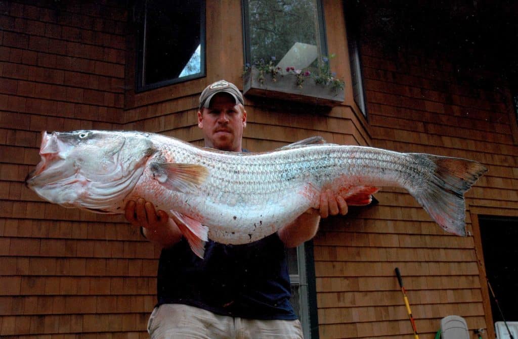 Record Striped Bass