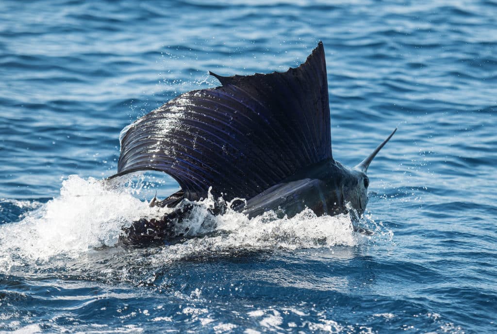 Marlin jumping out of the water