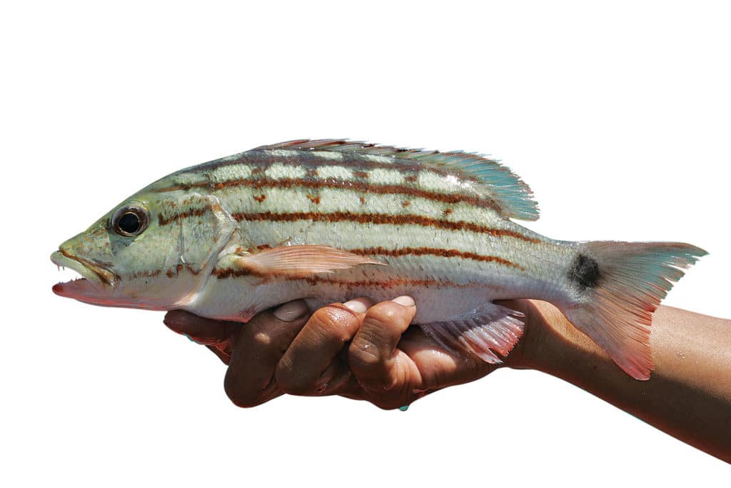 Checkered Snapper