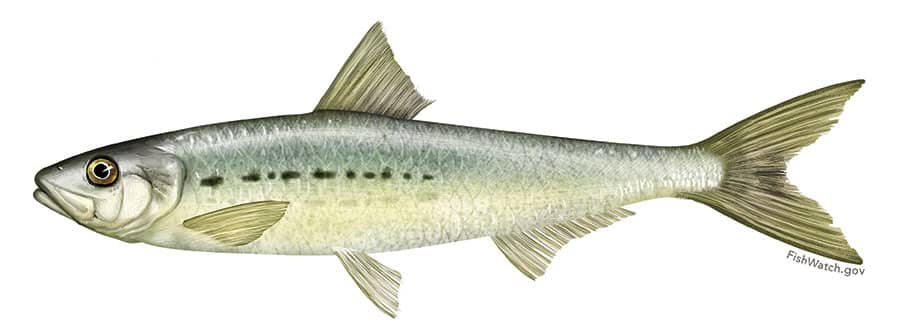 Pacific Sardine