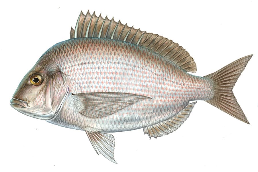 Porgy