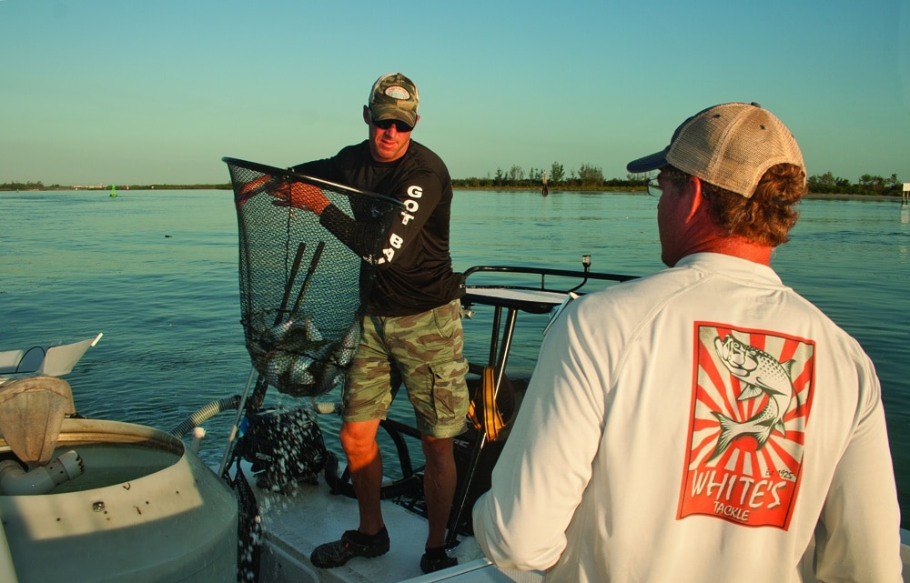 Angler adding live bait to fishing boat livewell