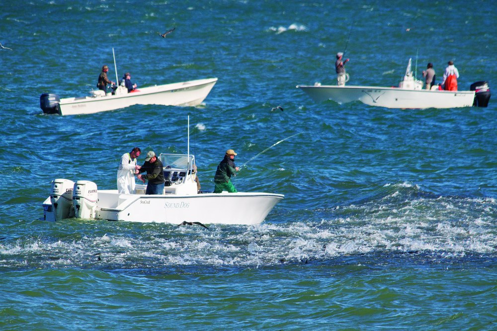 Striped bass blitz around saltwater fishing boats