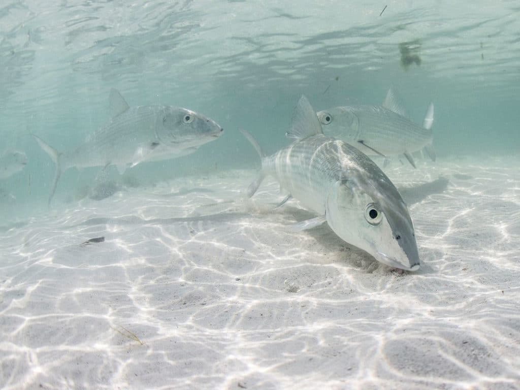 Bonefish on the flats