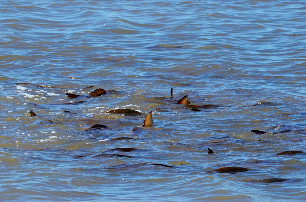 Red drum tailing in saltwater