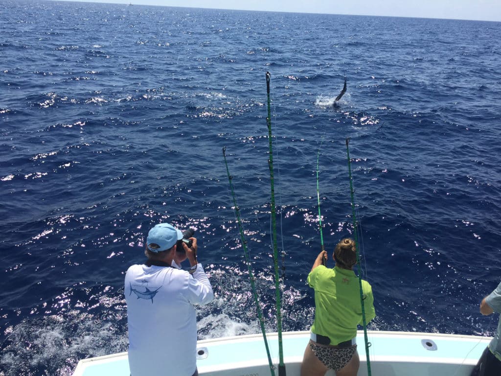 Sailfish fight