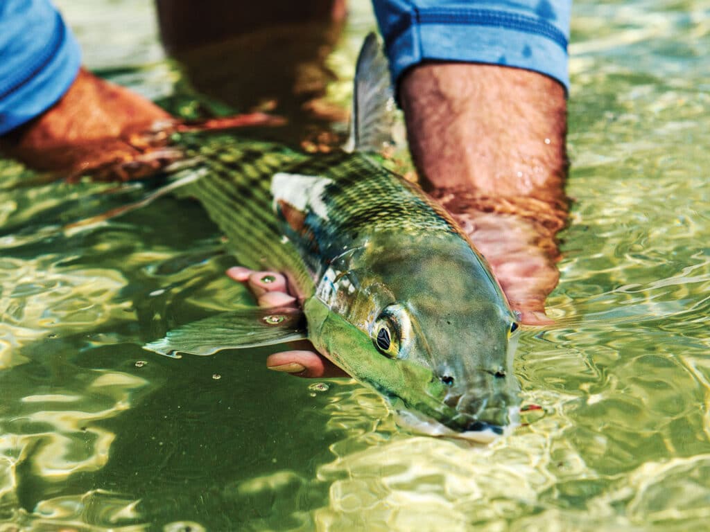 Bonefish on the flats