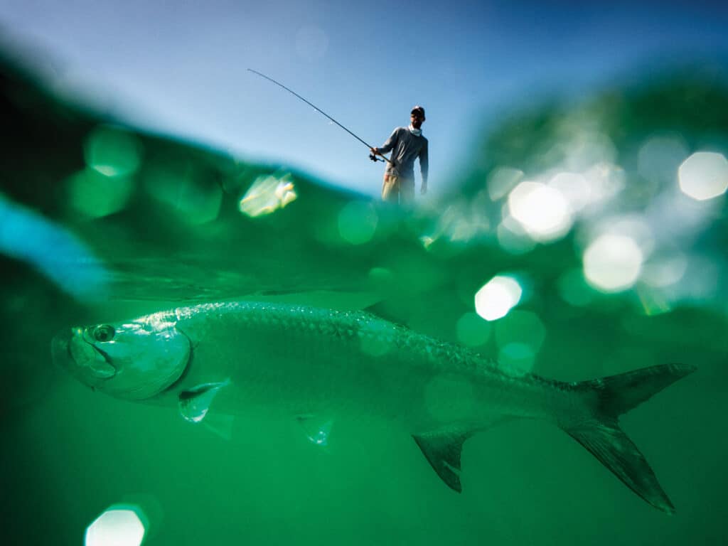 Tarpon on fly