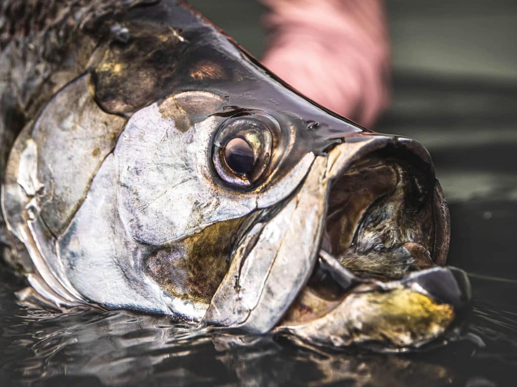 Tarpon after being caught