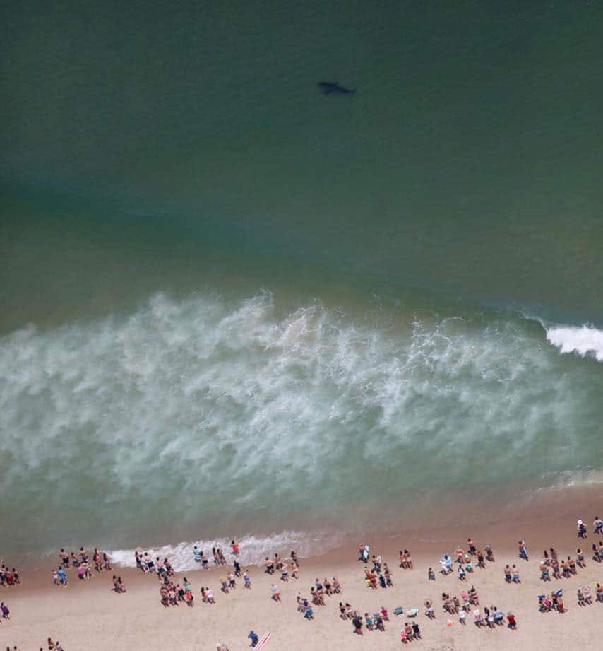 Great White off the beach