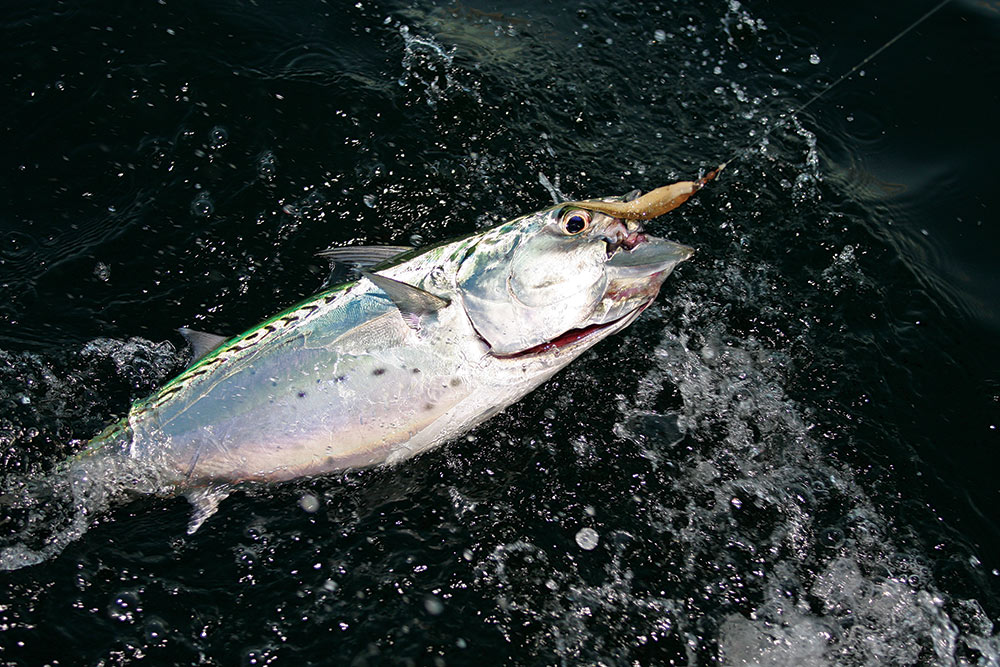 False Albacore Comes Boatside