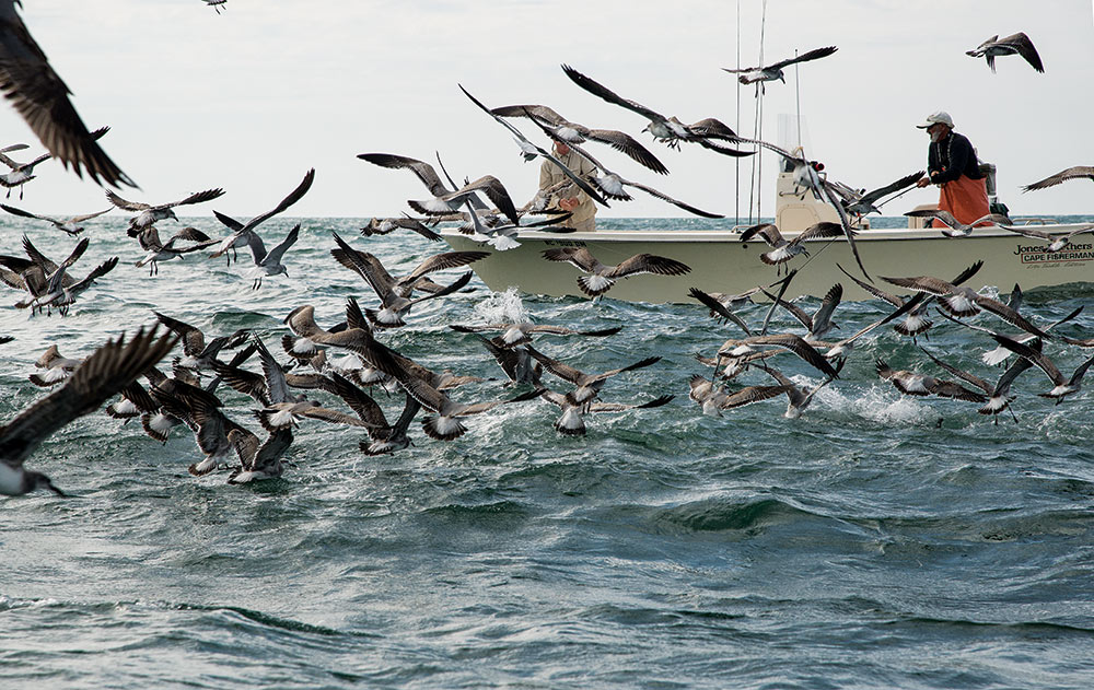 False Albacore at the Surface