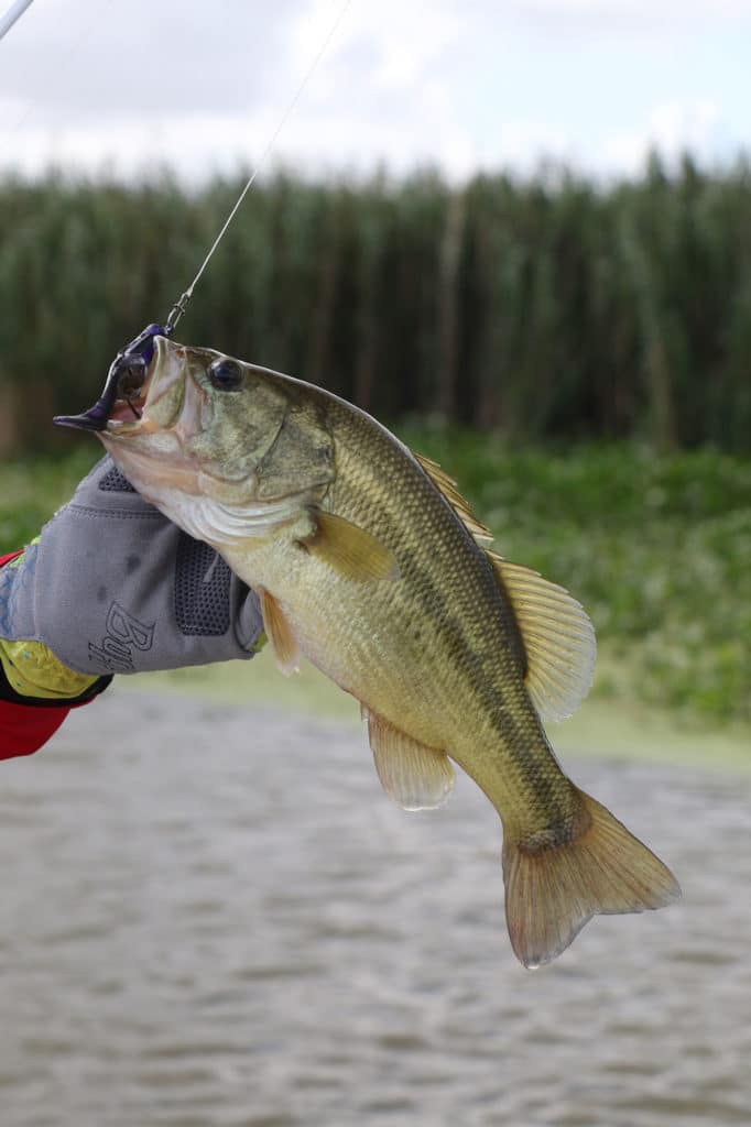 Catching Redfish in the Muddy Mississippi Marsh