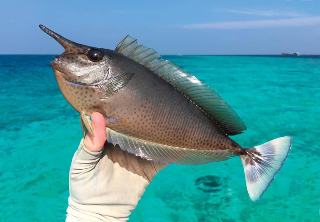 Strange Fishes from the Deep — Spotted Unicornfish and More