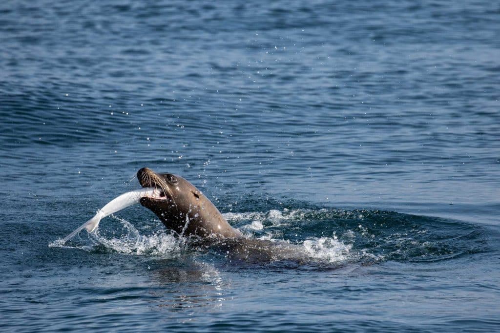 Sea Lions Harass West Coast Fishermen