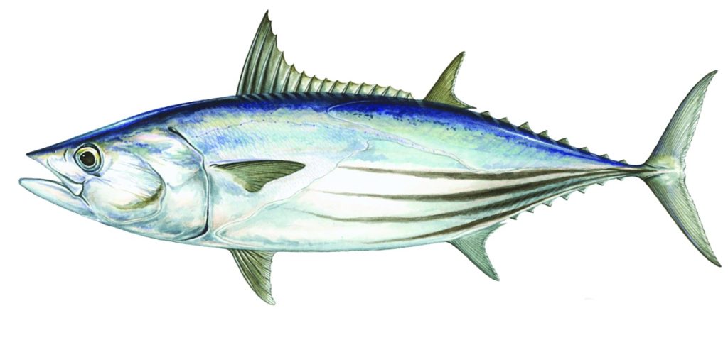 Skipjack tuna