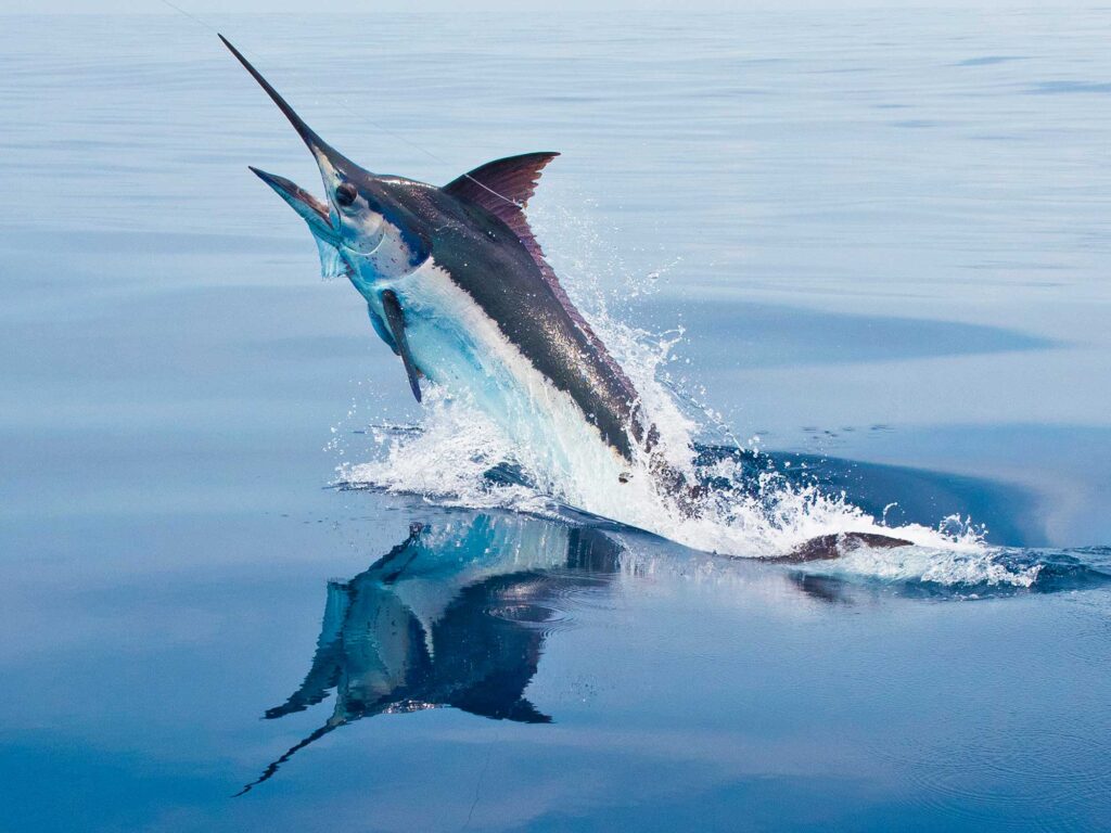 Blue marlin jumping