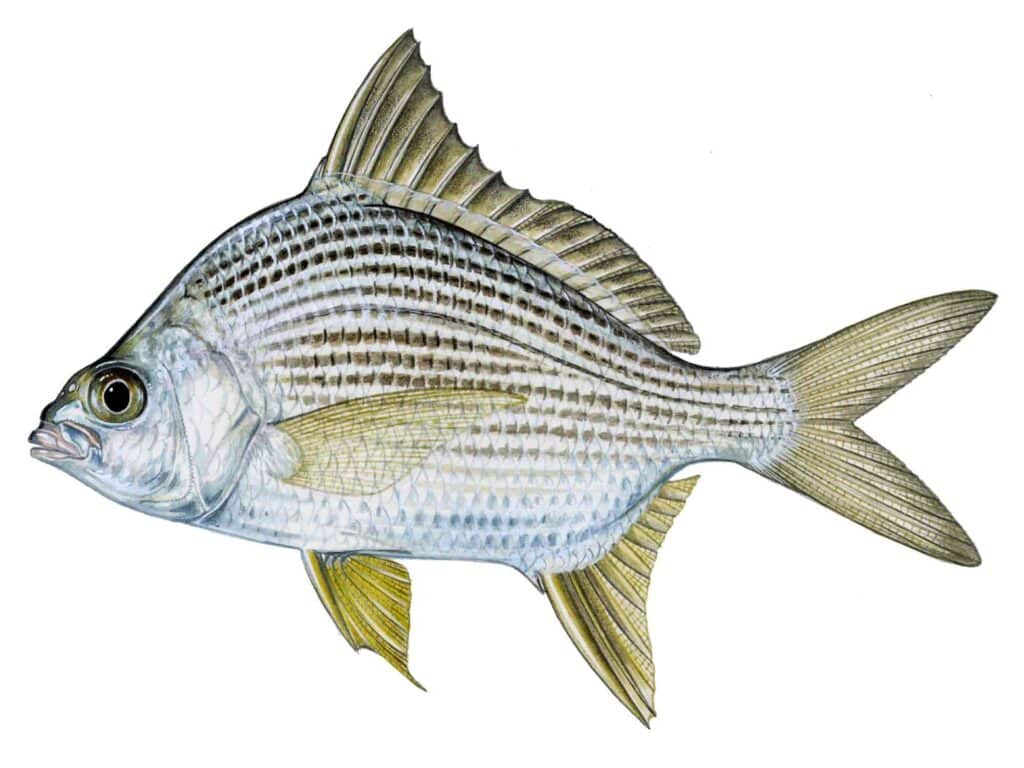 Striped mojarra