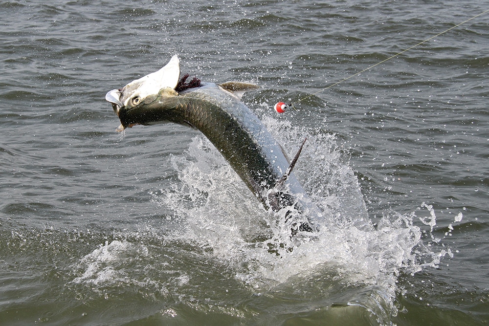 tarpon-01-captsteveroff.jpg