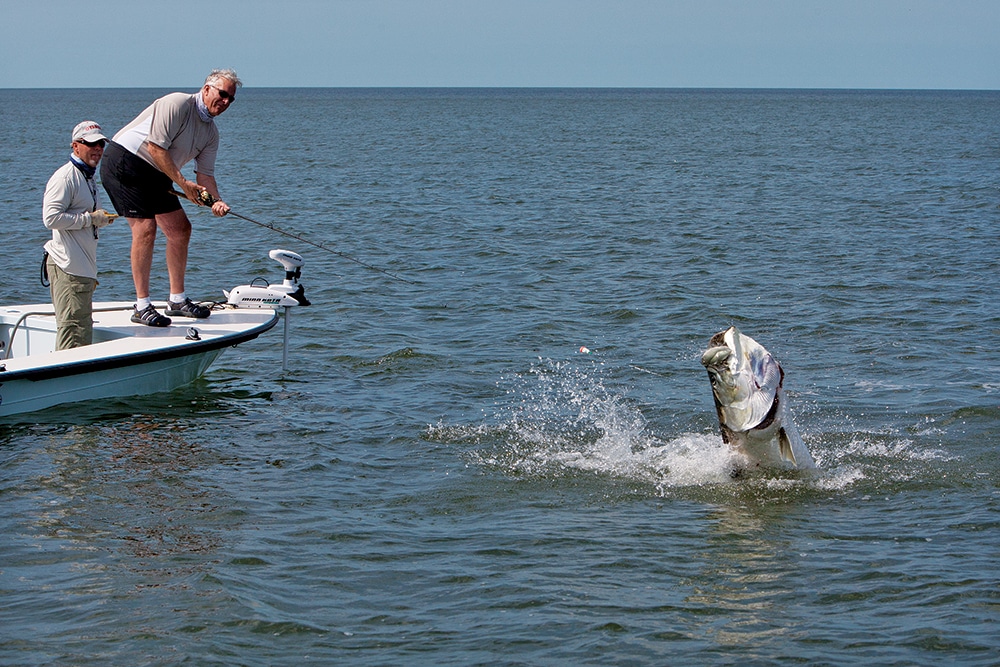 tarpon-03-patford.jpg