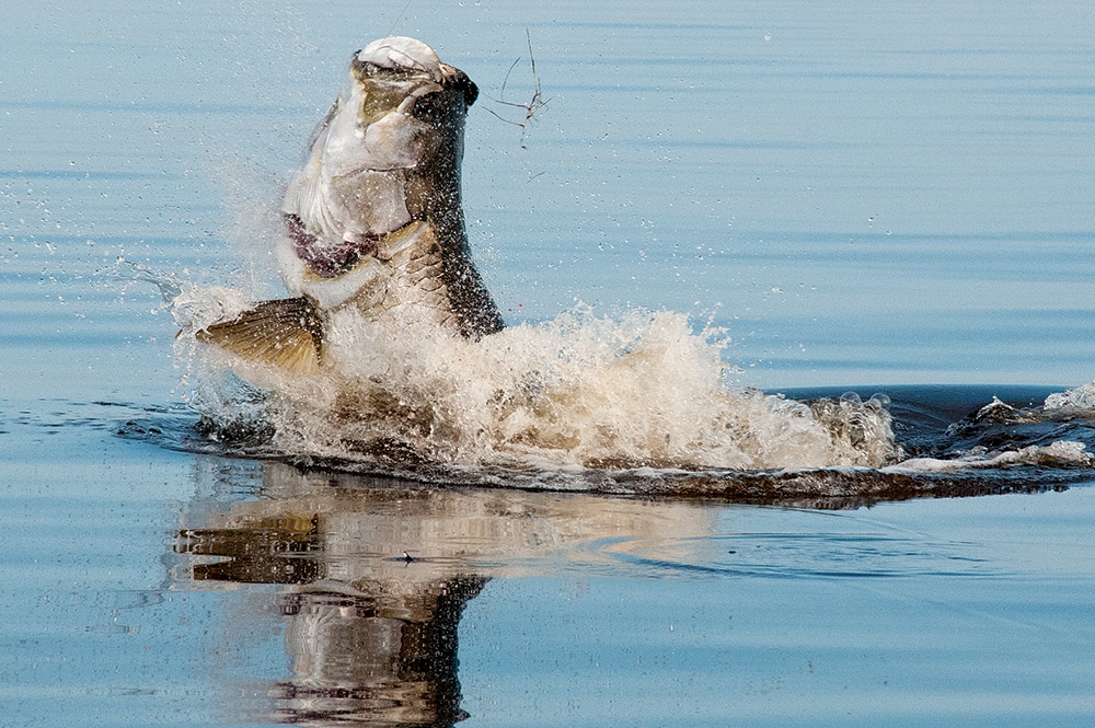 Tarpon fish jumping with fishing lure slided up on leader